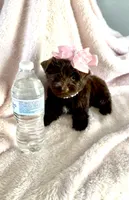 Layla Simone, a female Yorkshire Terrier for sale in Cypress, TX – 2 of 6