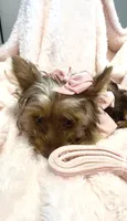 Emmie Chanel, a female Yorkshire Terrier for sale in Cypress, TX – 3 of 5
