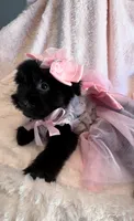 Maddie, a female Yorkshire Terrier for sale in Houston, TX – 3 of 3