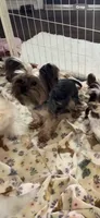 Bentley, a male Yorkshire Terrier for sale in Houston, TX – 3 of 3