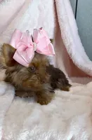 Emmie Channel 💕, a female Yorkshire Terrier for sale in Houston, TX – 2 of 6