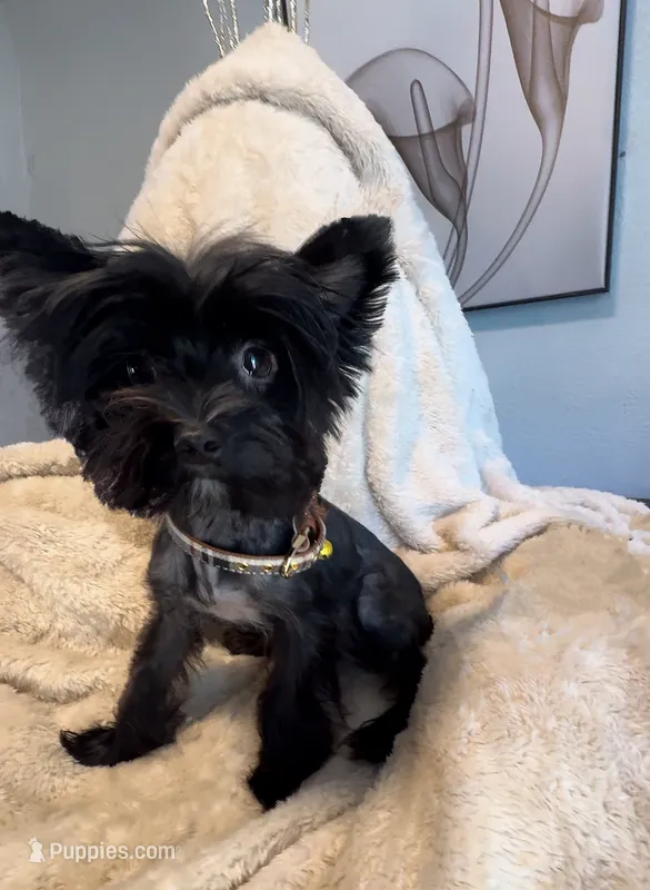 Spartan – Yorkshire Terrier puppy for sale in Houston, TX