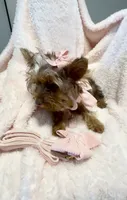 Emmie Chanel, a female Yorkshire Terrier for sale in Cypress, TX – 5 of 5