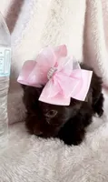 Cocoa Simone , a female Yorkshire Terrier for sale in Cypress, TX – 7 of 7