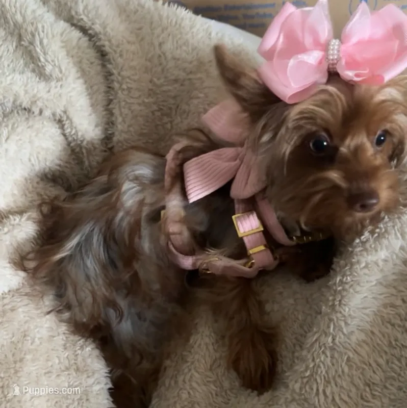 Emmie Chanel – Yorkshire Terrier puppy for sale in Cypress, TX