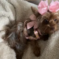Emmie Chanel, a female Yorkshire Terrier for sale in Cypress, TX – 1 of 4