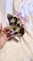 Autumn Rose 🌹 , a female Yorkshire Terrier for sale in Cypress, TX – 2 of 6