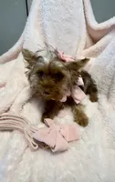 Emmie Chanel, a female Yorkshire Terrier for sale in Cypress, TX – 4 of 5