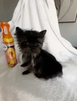 Micro t cup pup, a male Yorkshire Terrier for sale in Houston, TX – 3 of 3