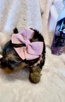 Madison Monroe 💕, a female Yorkshire Terrier for sale in Cypress, TX – 5 of 6