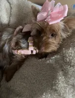 Emmie Chanel, a female Yorkshire Terrier for sale in Cypress, TX – 2 of 4