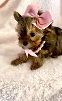 Sadie Sable, a female Yorkshire Terrier for sale in Cypress, TX – 6 of 7