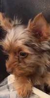 Emmie Channel 💕, a female Yorkshire Terrier for sale in Houston, TX – 6 of 6