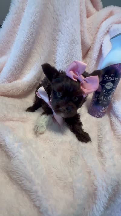 Precious - EXTREME Dark chocolate with white boot 🤎, a female Yorkshire Terrier for sale in Cypress, TX – 2 of 6