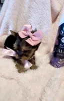 Madison Monroe 💕, a female Yorkshire Terrier for sale in Cypress, TX – 2 of 6