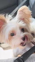 Chrystal Chanel, a female Yorkshire Terrier for sale in Houston, TX – 5 of 6