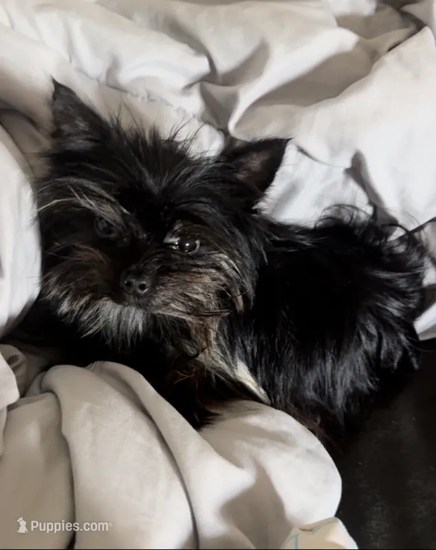 Micro t cup pup – Yorkshire Terrier puppy for sale in Cypress, TX
