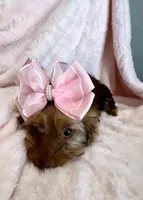 Emmie Channel 💕, a female Yorkshire Terrier for sale in Houston, TX – 5 of 6