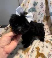 Sarah , a female Yorkshire Terrier for sale in Houston, TX – 2 of 2