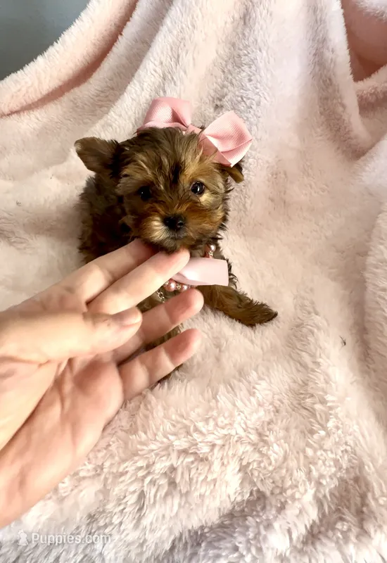Sadie Sable – Yorkshire Terrier puppy for sale in Cypress, TX