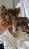 Valentino, a male Yorkshire Terrier for sale in Houston, TX – Photo 3 of 4