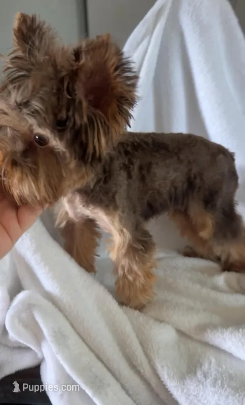 Valentino – Yorkshire Terrier puppy for sale in Houston, TX