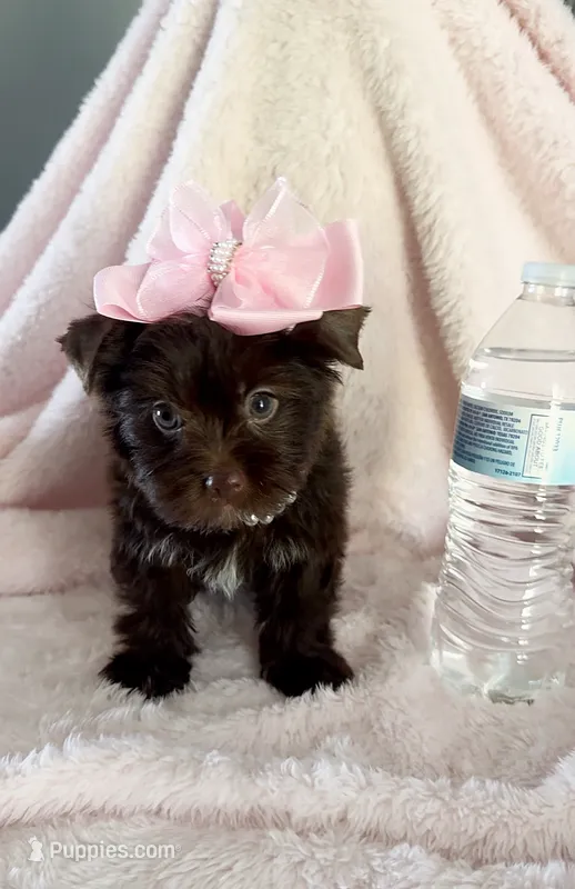 Cocoa Simone  – Yorkshire Terrier puppy for sale in Cypress, TX