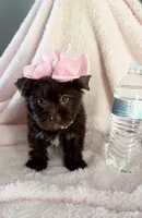 Cocoa Simone , a female Yorkshire Terrier for sale in Cypress, TX – 1 of 7