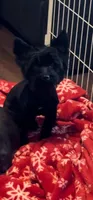 Jett Black, a male Yorkshire Terrier for sale in Houston, TX – Photo 1 of 2