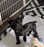 Jett Black, a male Yorkshire Terrier for sale in Houston, TX – Photo 2 of 2