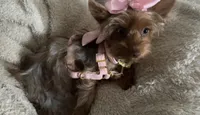 Emmie Chanel, a female Yorkshire Terrier for sale in Cypress, TX – 3 of 4