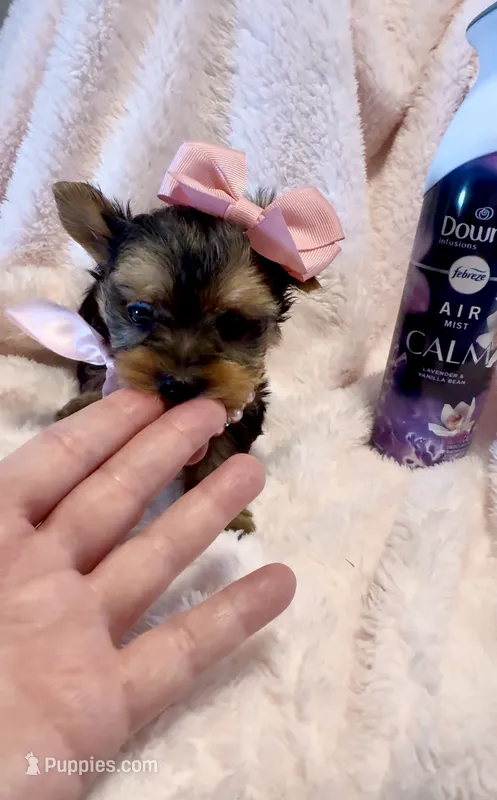 Madison Monroe 💕 – Yorkshire Terrier puppy for sale in Cypress, TX