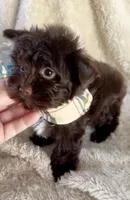 Armani Valentino, a male Yorkshire Terrier for sale in Cypress, TX – 4 of 9