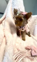 Emmie Chanel, a female Yorkshire Terrier for sale in Cypress, TX – 2 of 5