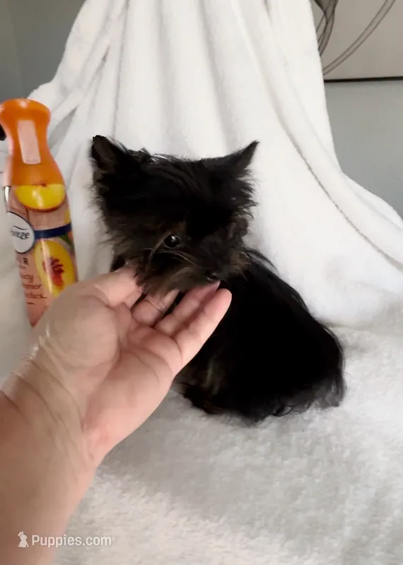 Micro t cup pup – Yorkshire Terrier puppy for sale in Houston, TX