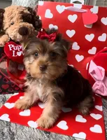 Sweets, a female Yorkshire Terrier for sale in Houston, TX – Photo 2 of 5