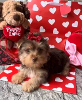 Sweets, a female Yorkshire Terrier for sale in Houston, TX – Photo 1 of 5