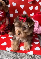 Sweets, a female Yorkshire Terrier for sale in Houston, TX – Photo 4 of 5
