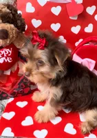 Sweets, a female Yorkshire Terrier for sale in Houston, TX – Photo 3 of 5
