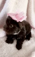 Cocoa Simone , a female Yorkshire Terrier for sale in Cypress, TX – 4 of 7