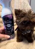 Polo Valentino, a male Yorkshire Terrier for sale in Houston, TX – 3 of 3