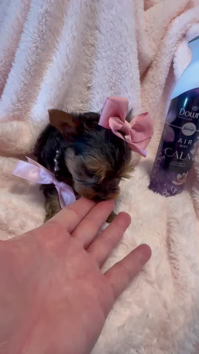 Madison Monroe 💕, a female Yorkshire Terrier for sale in Cypress, TX – 4 of 6