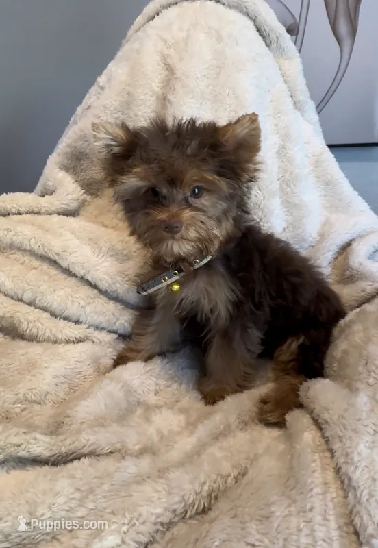 Tee Bear 🤎 – Yorkshire Terrier puppy for sale in Houston, TX