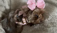 Emmie Chanel, a female Yorkshire Terrier for sale in Cypress, TX – 4 of 4