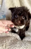 Armani Valentino, a male Yorkshire Terrier for sale in Cypress, TX – 9 of 9
