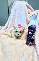 Gracie 🤍, a female Yorkshire Terrier for sale in Cypress, TX – 4 of 5