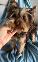 Chocolate kiss , a male Yorkshire Terrier for sale in Houston, TX – Photo 1 of 3