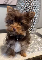 Remi, a male Yorkshire Terrier for sale in Houston, TX – Photo 4 of 4