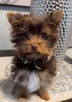 Remi, a male Yorkshire Terrier for sale in Houston, TX – Photo 1 of 4