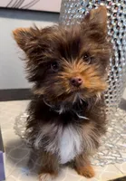 Remi, a male Yorkshire Terrier for sale in Houston, TX – Photo 2 of 4